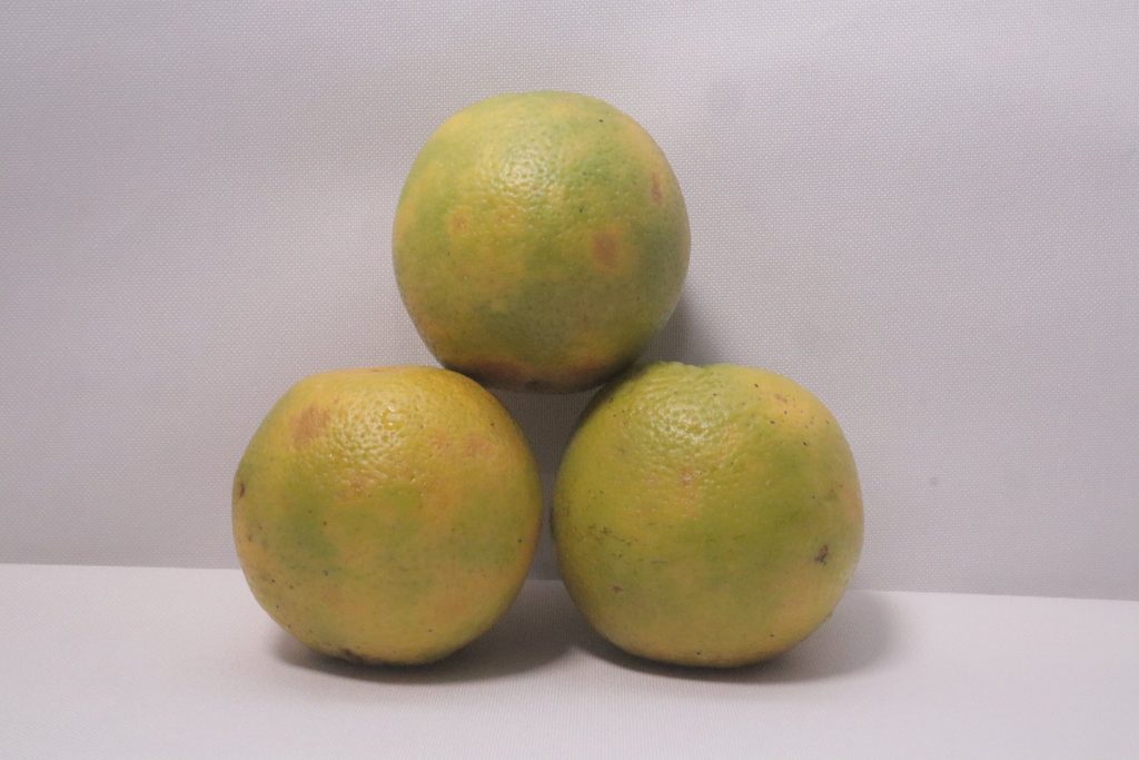 Local Green Oranges