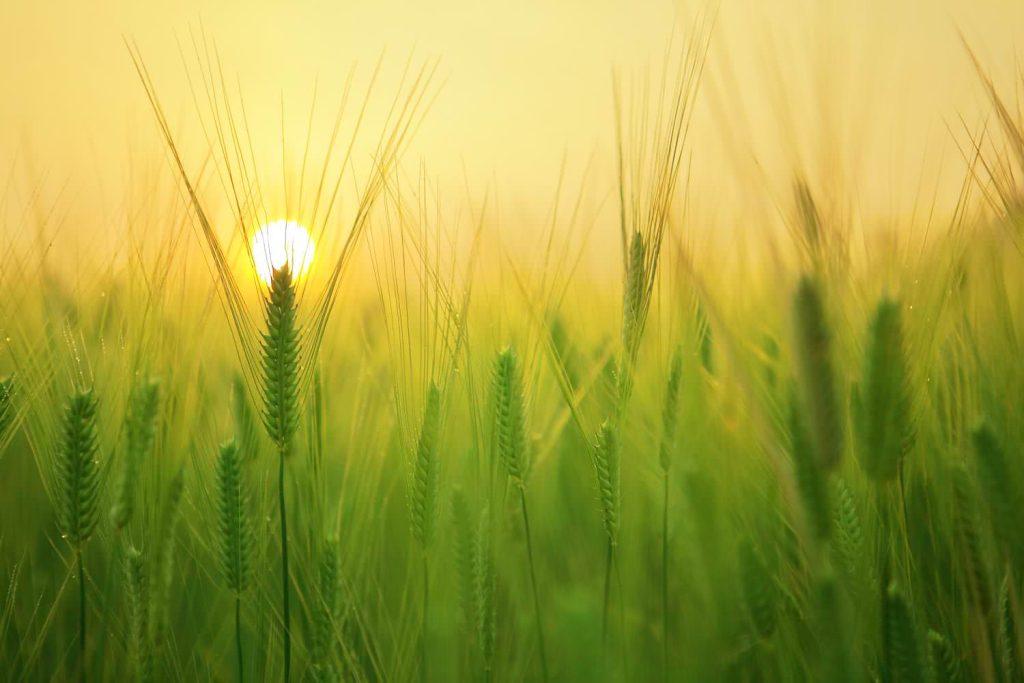 Barley field wheat harvest sunrise