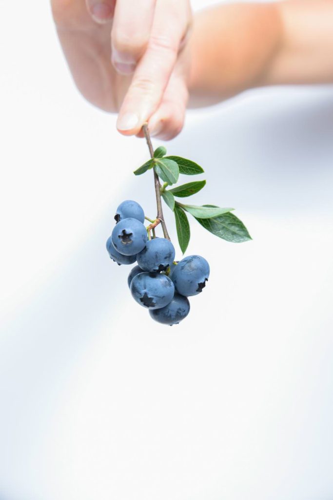 Group of blueberries with leaves on a branch