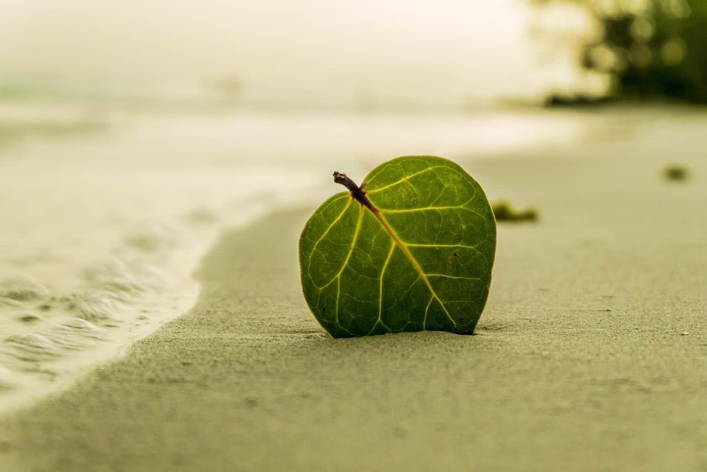 Green Ovate Leaf on Sand Near Shore