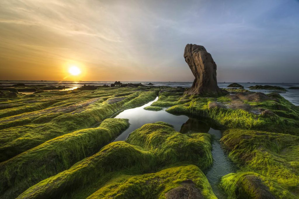 Coast algae sea beach shore