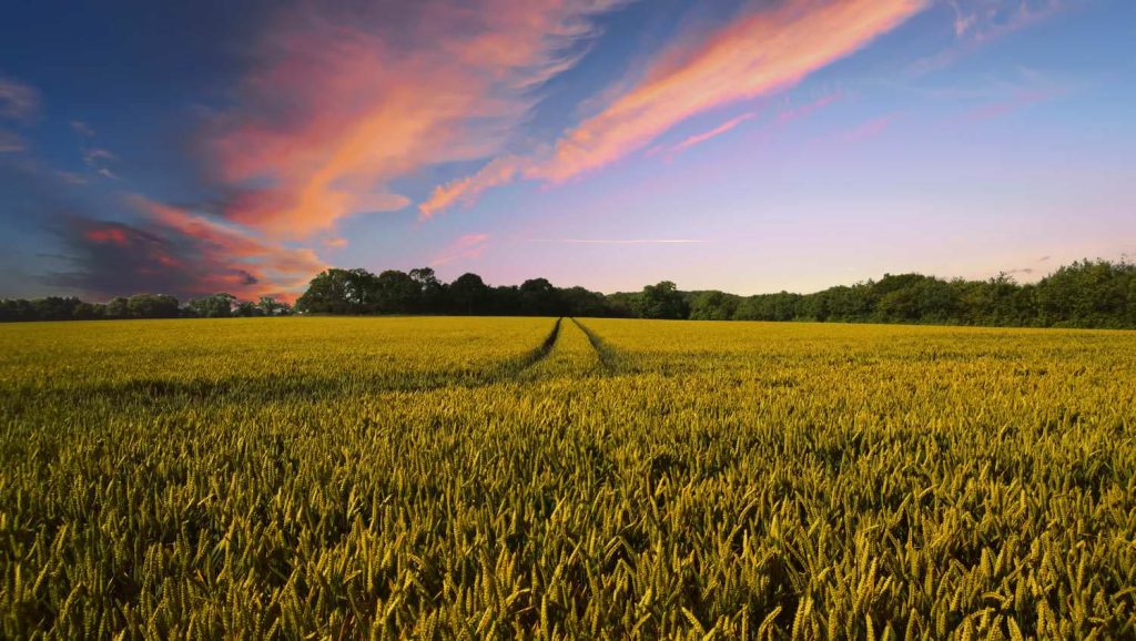 Harvesting corn on countryside