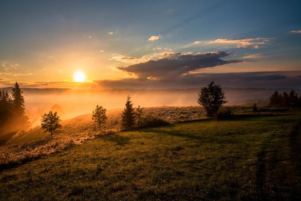 Dawn dusk fog on grass