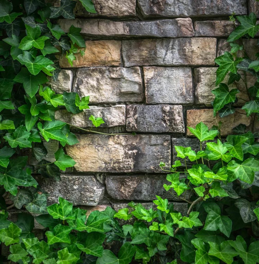 Ivy vine the leaves plants