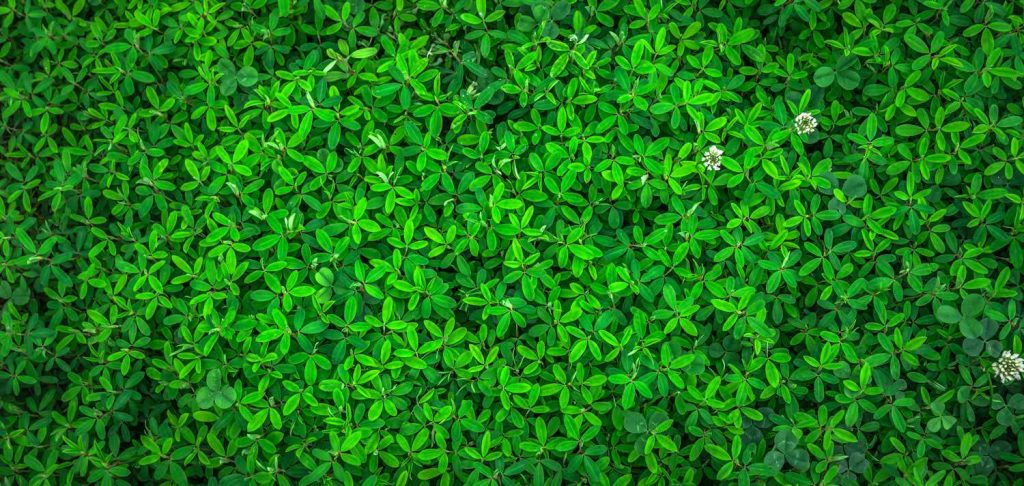 Green spring plants grass