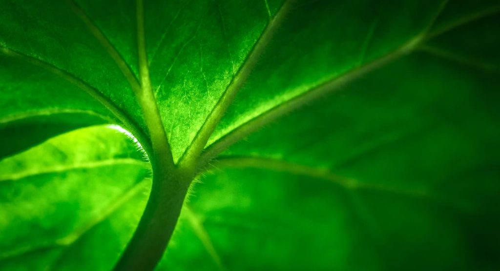 Nature green on the leaves