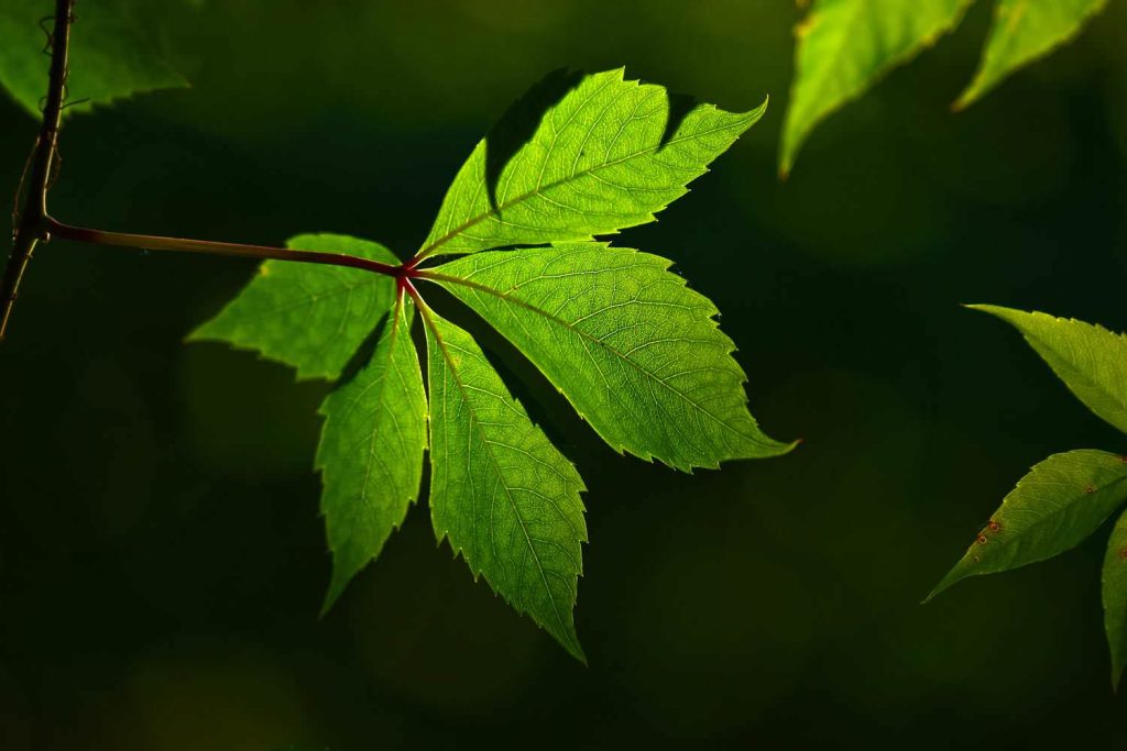 Leaf vein pattern texture of a plant