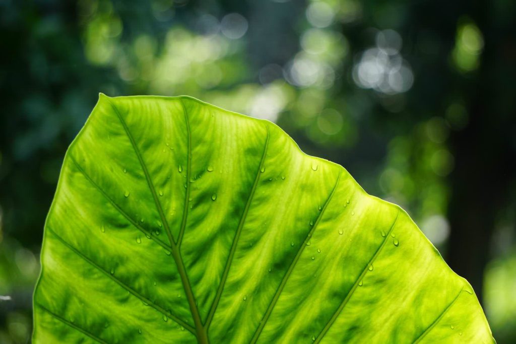 Leaf veins nerves macro pattern