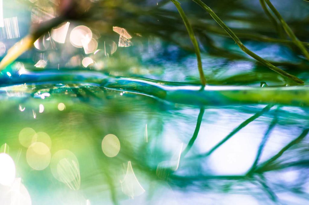 Macro bokeh nature mirroring plant