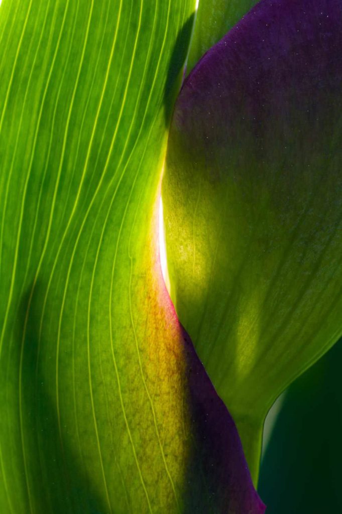 Macro flower of the spring