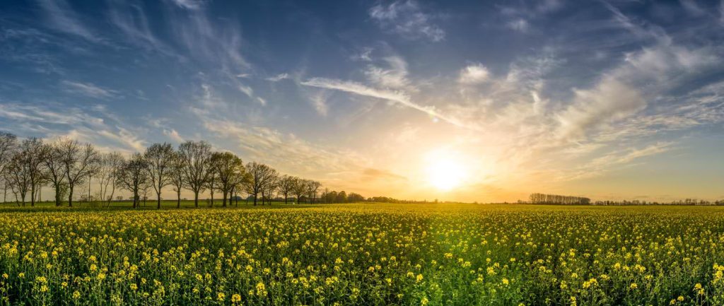 Oilseed field of rapeseeds