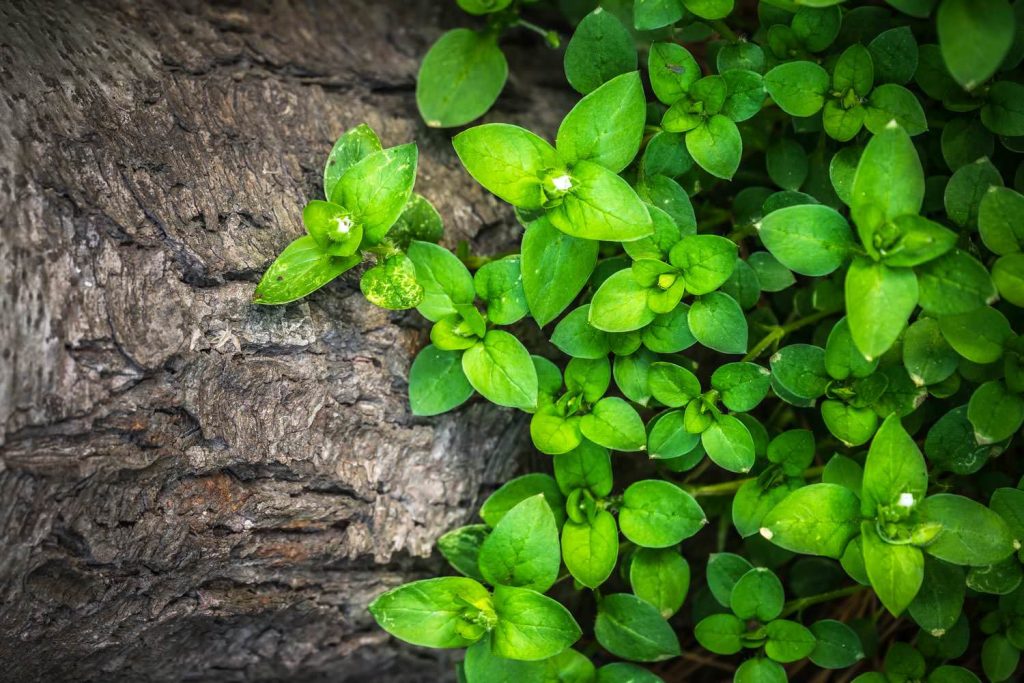 Plants hwalyeob of nature